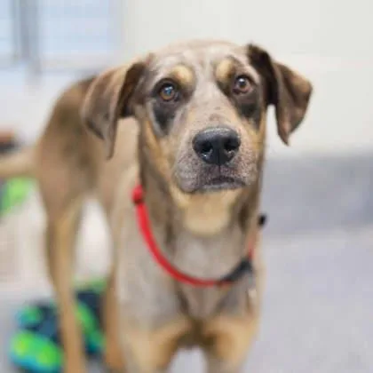 An adult medium-sized male Gray / Blue / Silver Mixed Breed dog named Moosey for adoption in Atlanta, GA