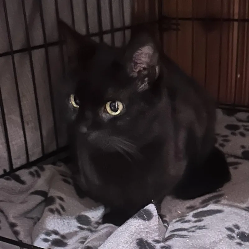 A young medium-sized male Black Domestic Short Hair cat named Kane for adoption in Lemoyne, PA