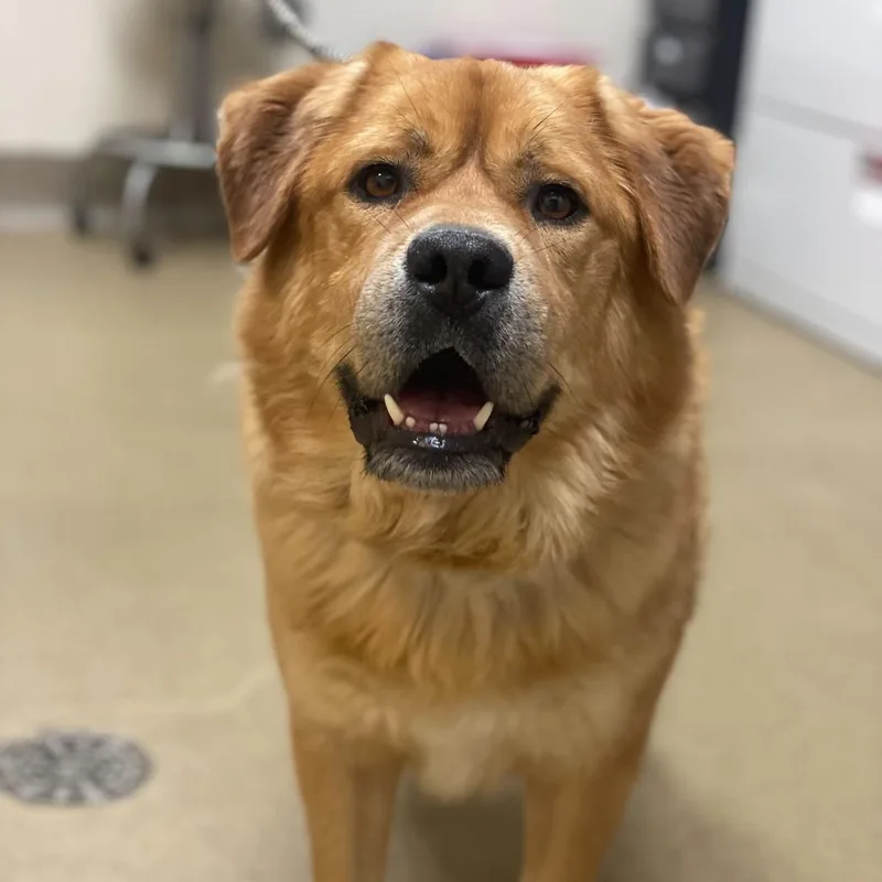 An adult medium-sized male Golden Labrador Retriever dog named Ed for adoption in Riverside, CA