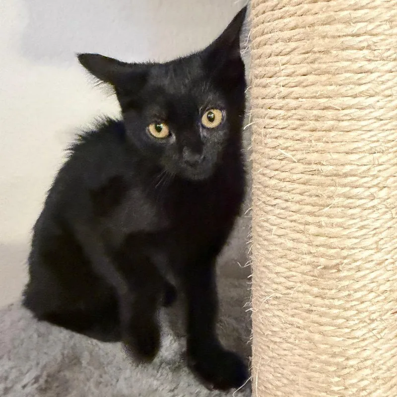 A baby small-sized female Black Domestic Short Hair cat named Gia for adoption in Midland, TX
