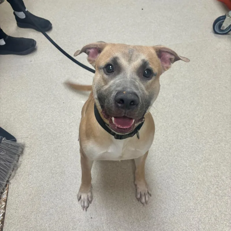 An adult medium-sized male Yellow / Tan / Blond / Fawn Pit Bull Terrier dog named Pluto for adoption in Evansville, IN