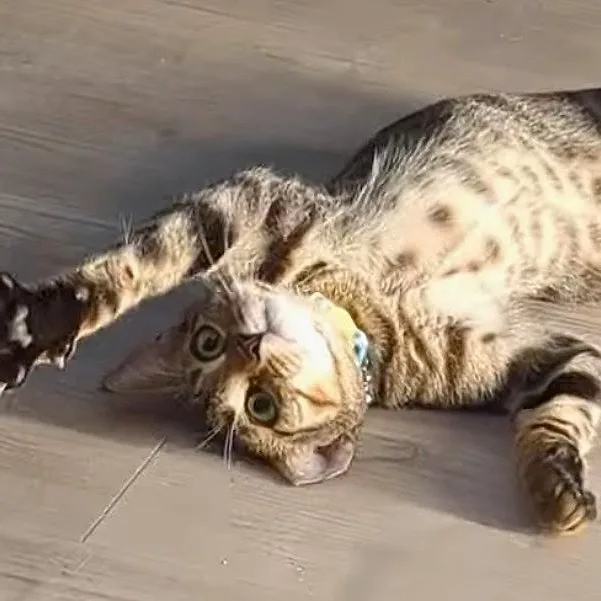A baby medium-sized male Brown / Chocolate Tabby cat named Speedy for adoption in Laguna Woods, CA
