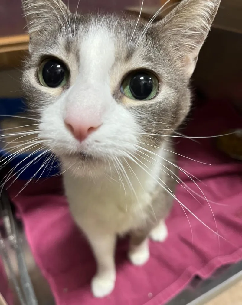 A young medium-sized female Domestic Short Hair cat named Lilly for adoption in Little Rock, AR