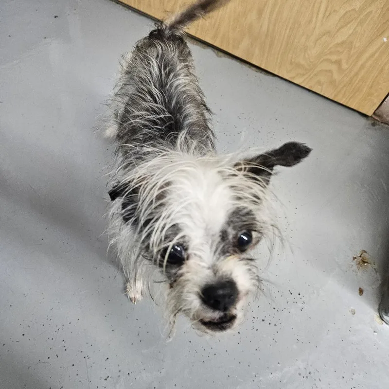 A senior small-sized male White / Cream Chihuahua dog named Hercules for adoption in Pasadena , MD