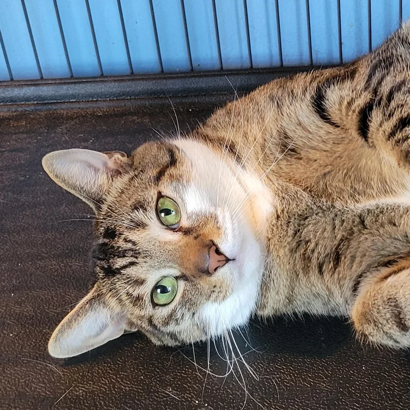 Sullivan thumbnail 3