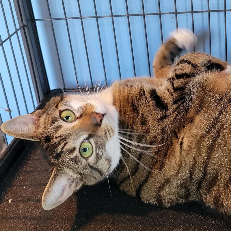 Sullivan thumbnail 4