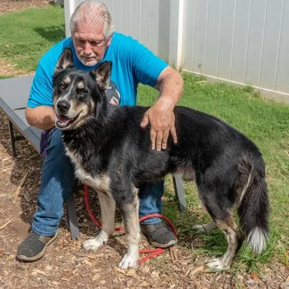 An adult large-sized male Mixed Breed dog named Scotty for adoption in Chamblee, GA