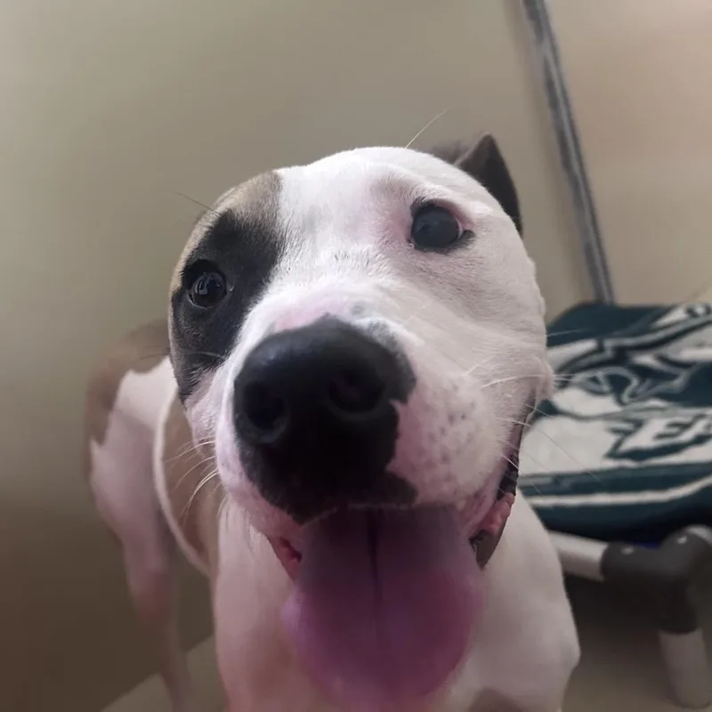 An adult medium-sized male Brown / Chocolate Pit Bull Terrier dog named Boots for adoption in Philadelphia, PA