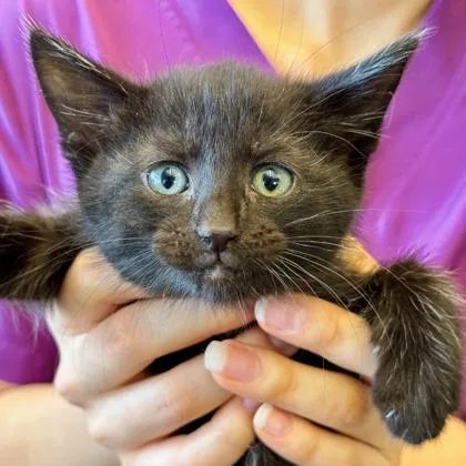 A baby small-sized male Domestic Short Hair cat named Gunner for adoption in Cincinnati, OH