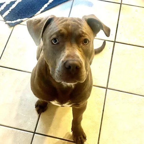 An adult medium-sized male Brown / Chocolate Pit Bull Terrier dog named Charlie Chickens for adoption in Fishers, IN