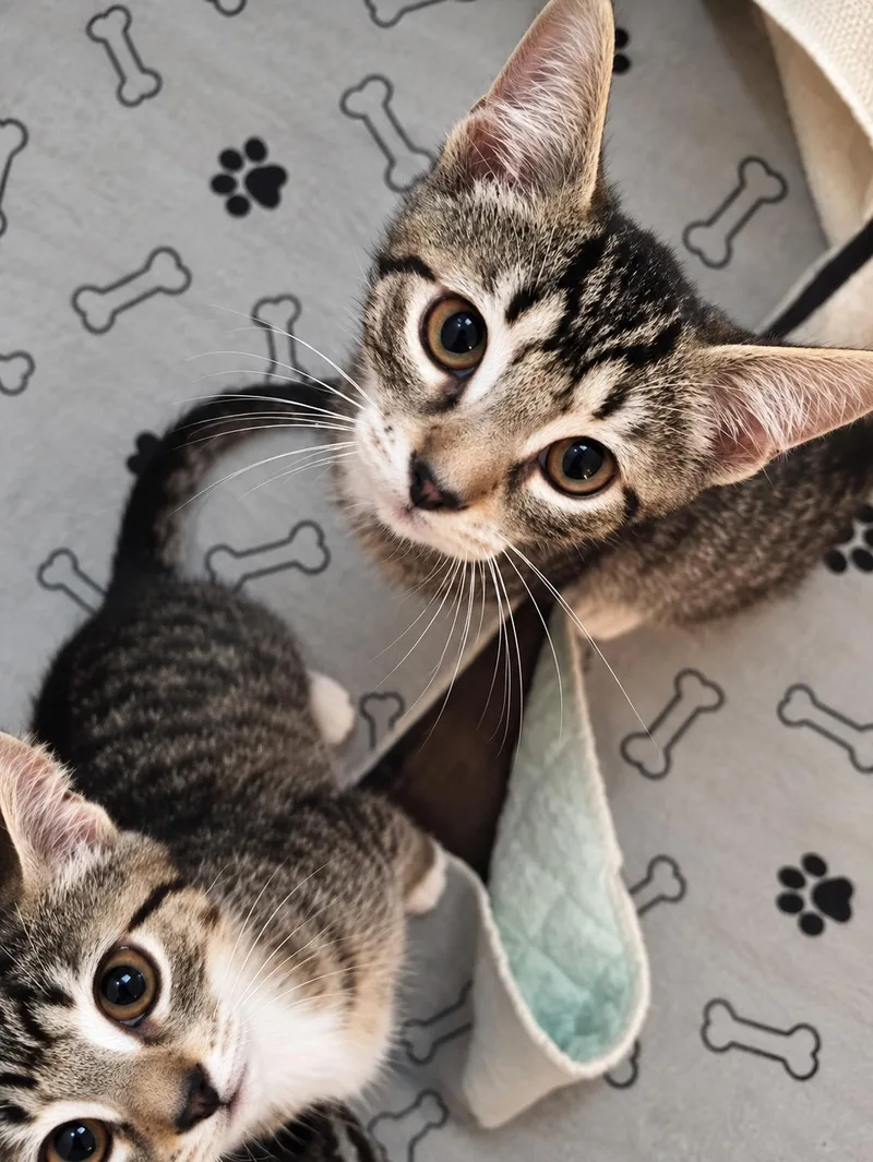 Soba & Koda thumbnail 4