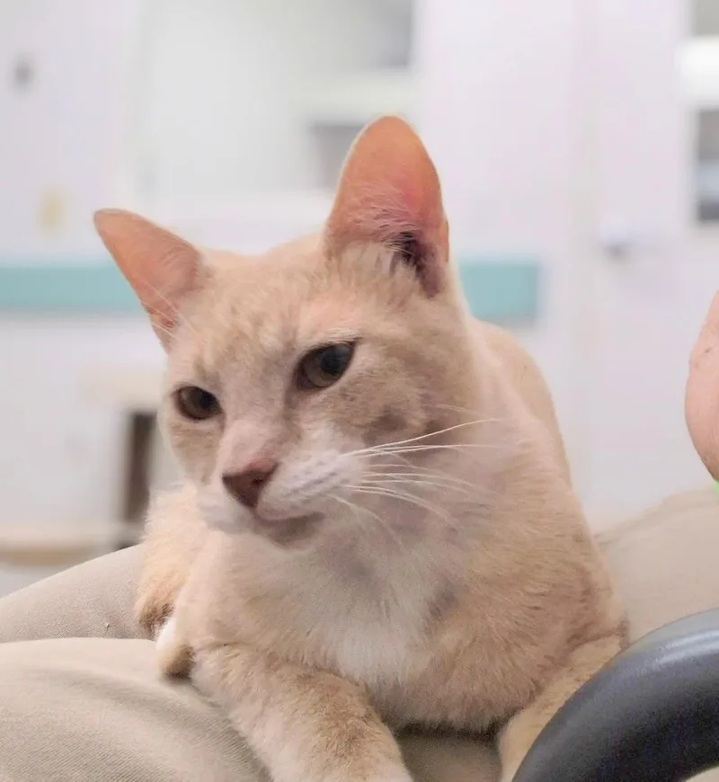 A baby medium-sized male Domestic Short Hair cat named Jesse for adoption in South Bend, IN