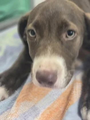 A baby medium-sized female Mixed Breed dog named Cookie Crisp for adoption in Madison, NJ
