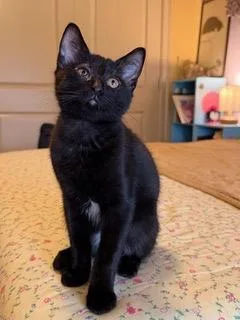 A baby medium-sized male Domestic Short Hair cat named Aidan for adoption in Little Rock, AR