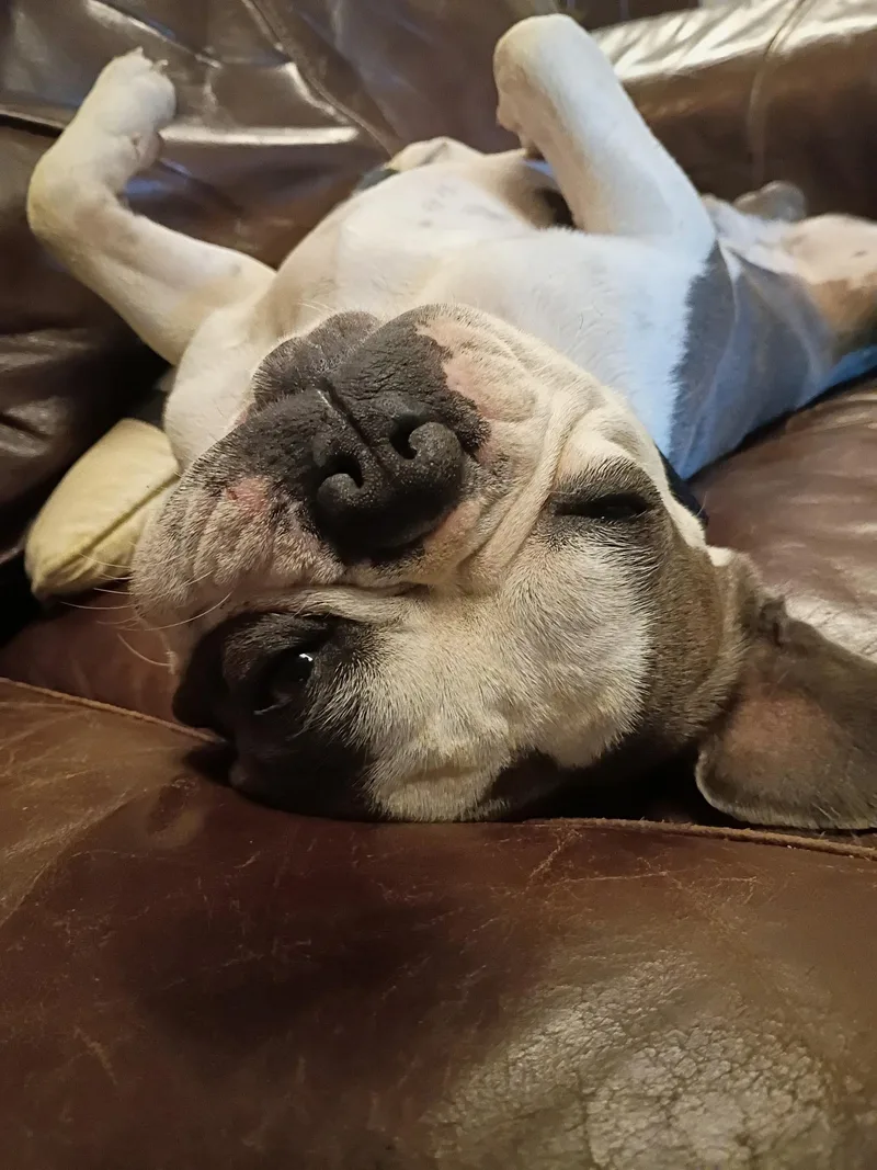 Buddy
