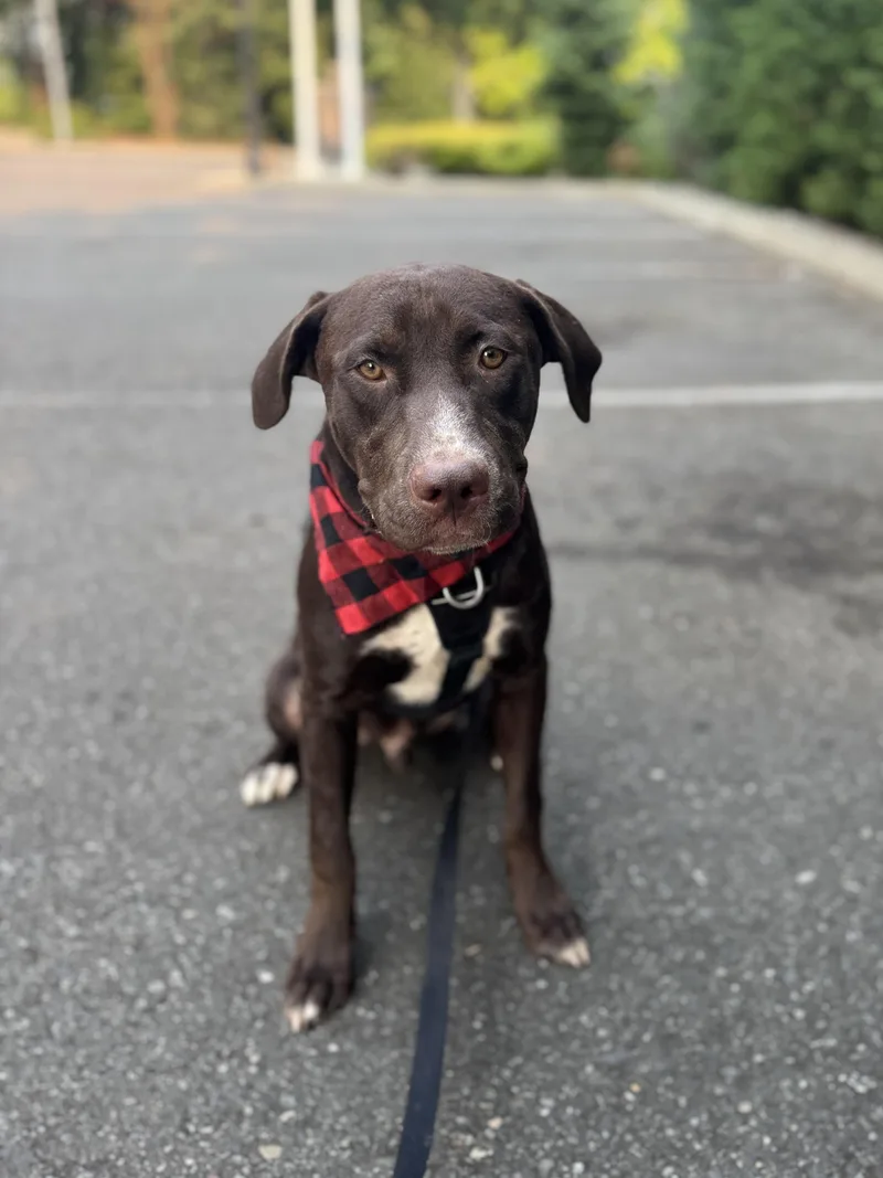 Brownie thumbnail 3