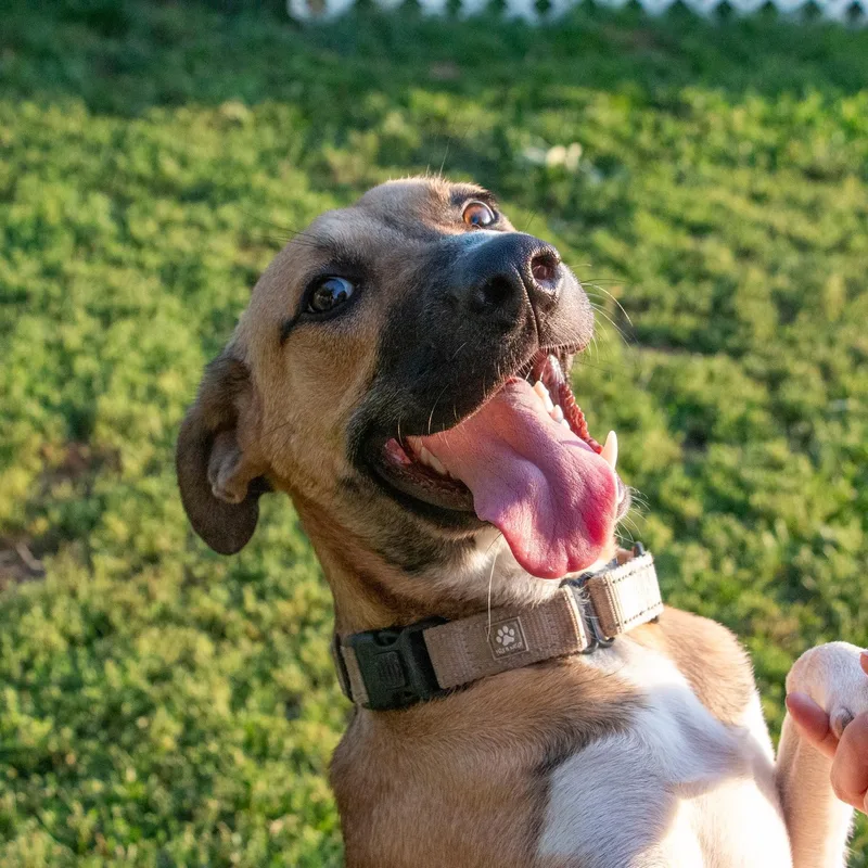 A baby medium-sized male Black Mouth Cur dog named Mr. Luigi the Sweetheart for adoption in Houston, TX