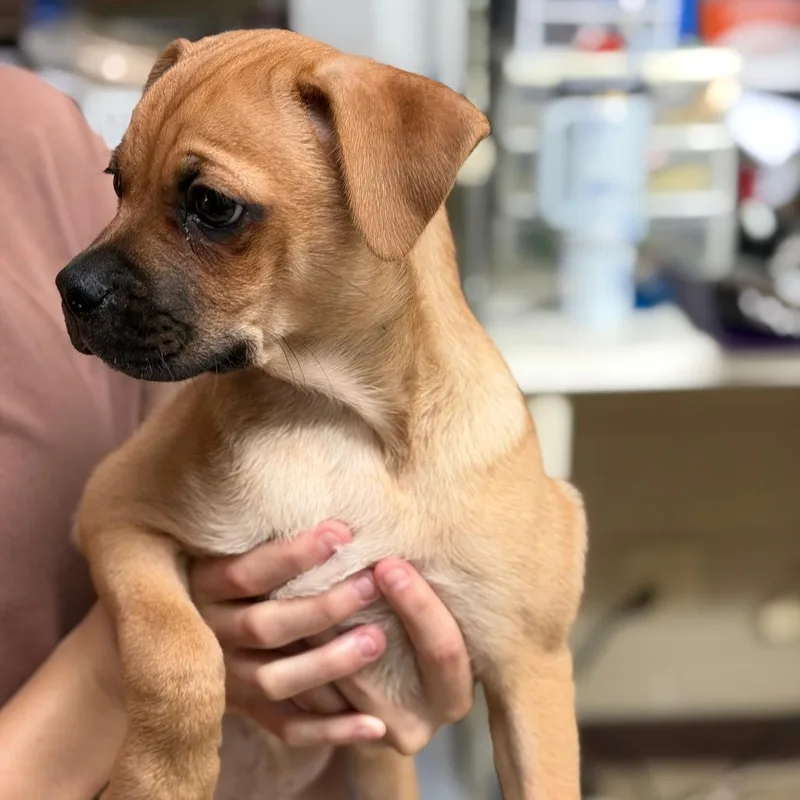 A baby medium-sized male Yellow / Tan / Blond / Fawn Pug dog named Taco for adoption in Denison, TX