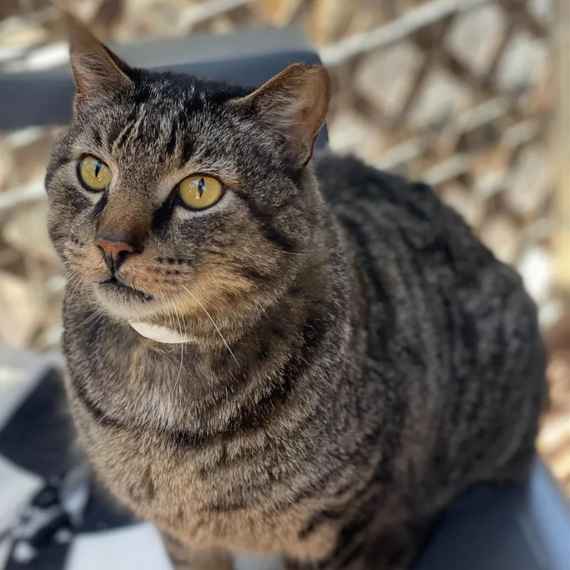 Pawstrami thumbnail 2