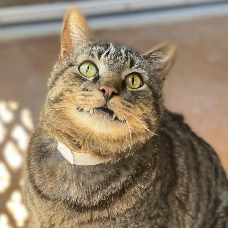 Pawstrami thumbnail 3