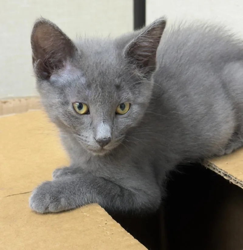 A baby medium-sized male Domestic Short Hair cat named Howard for adoption in San Pedro, CA