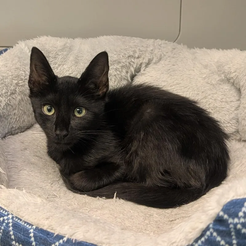 A young medium-sized male Black Domestic Short Hair cat named Anubis for adoption in Suffolk, VA