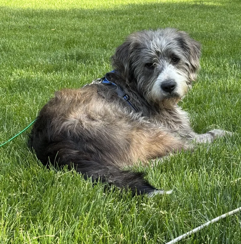 A young large-sized male Terrier dog named Hopper for adoption in Palatine, IL