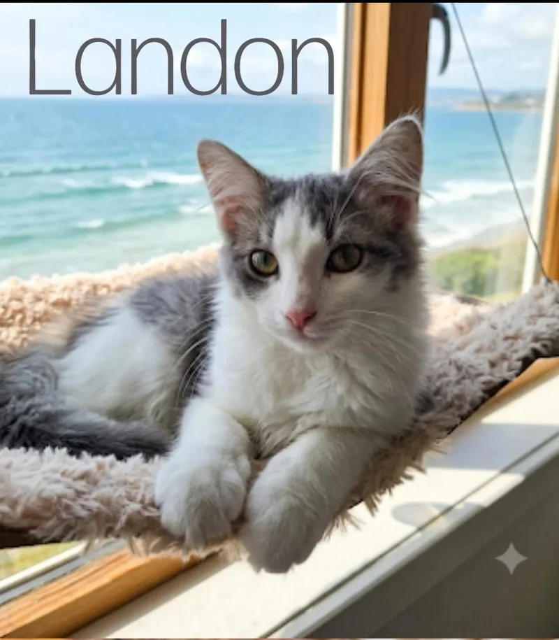 Landon