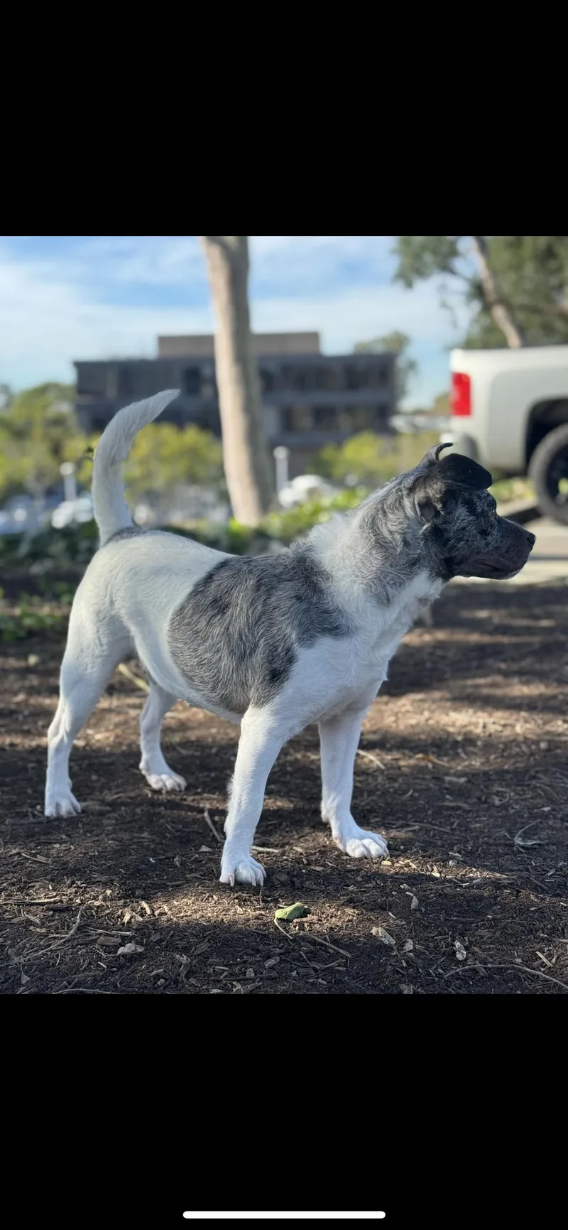 Sterling thumbnail 2