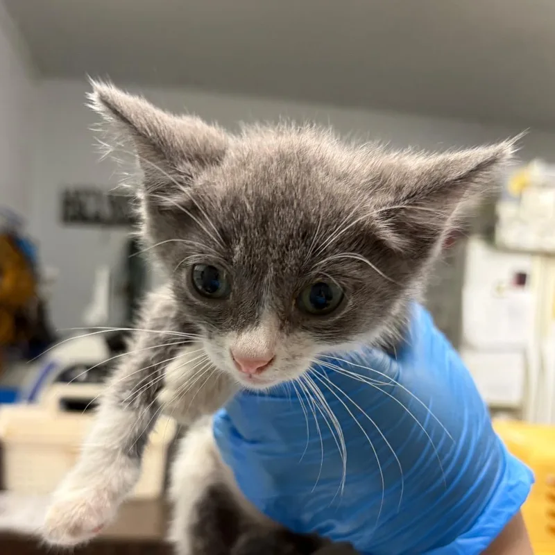A baby small-sized male Gray / Blue / Silver Domestic Short Hair cat named Kangaroo for adoption in Summerville, SC