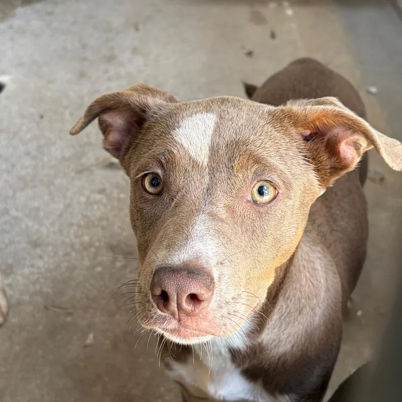 A baby medium-sized female Mixed Breed dog named Citrine for adoption in Lake Panasoffkee, FL