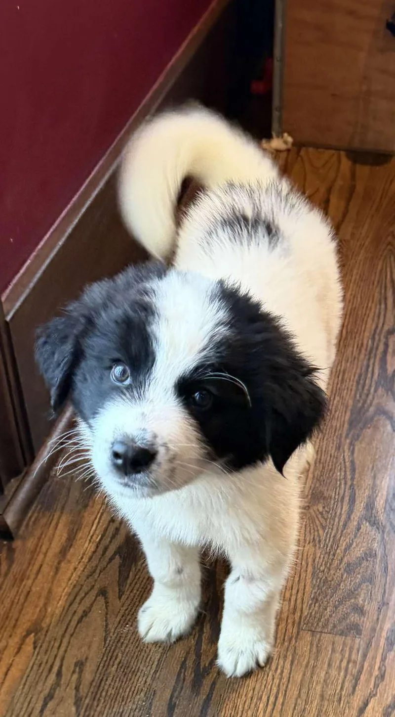 A baby large-sized male White / Cream Great Pyrenees dog named Wilde for adoption in Kiowa, OK