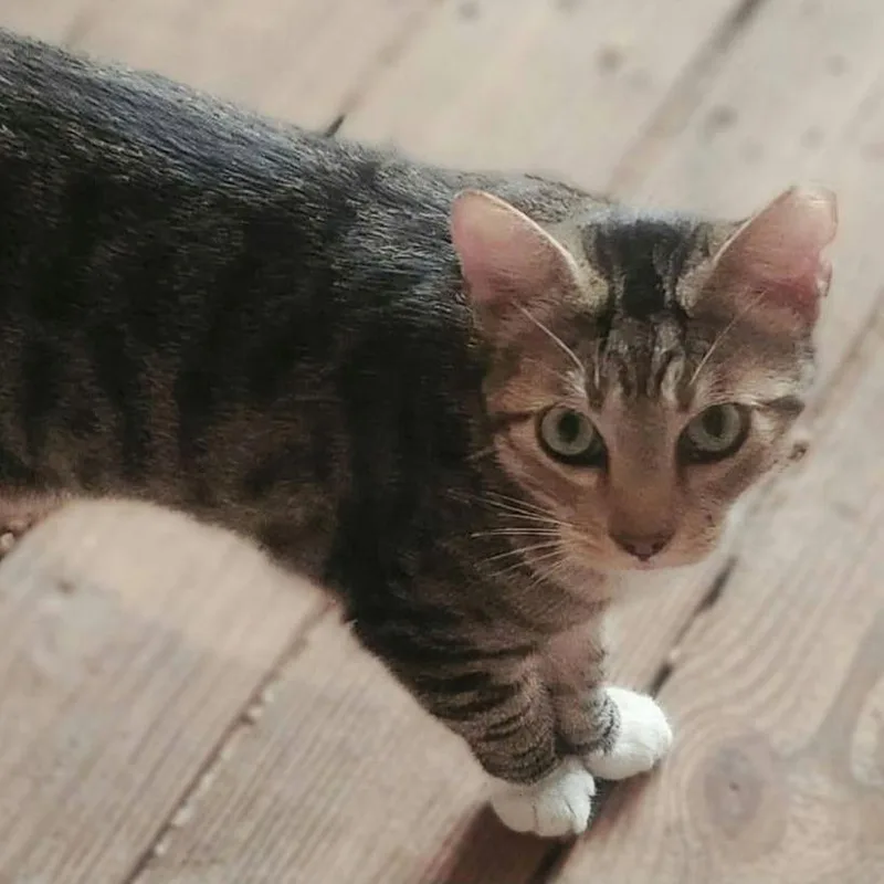 An adult medium-sized male Black Domestic Short Hair cat named Toby for adoption in South Elgin, IL