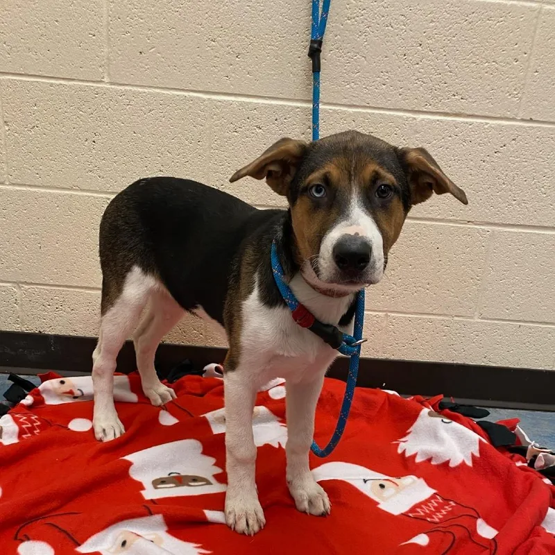 A baby medium-sized female Black Mixed Breed dog named Zoe for adoption in Memphis, TN