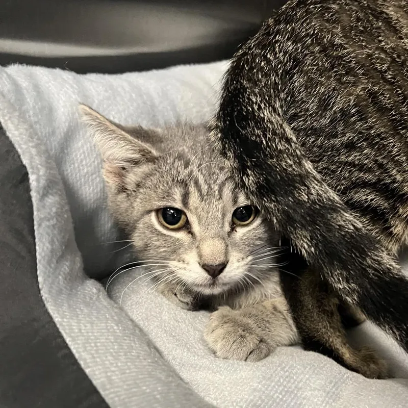 A baby small-sized female Gray / Blue / Silver Domestic Short Hair cat named Tallulah for adoption in Hinsdale, IL