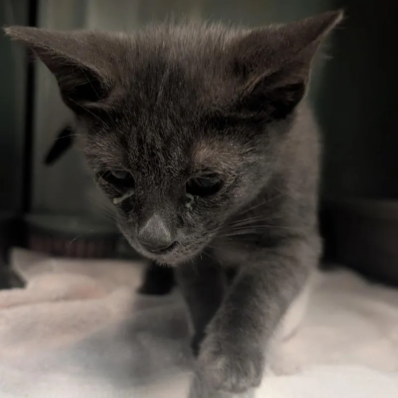 A baby small-sized male Domestic Short Hair cat named Haze for adoption in Bryan, TX