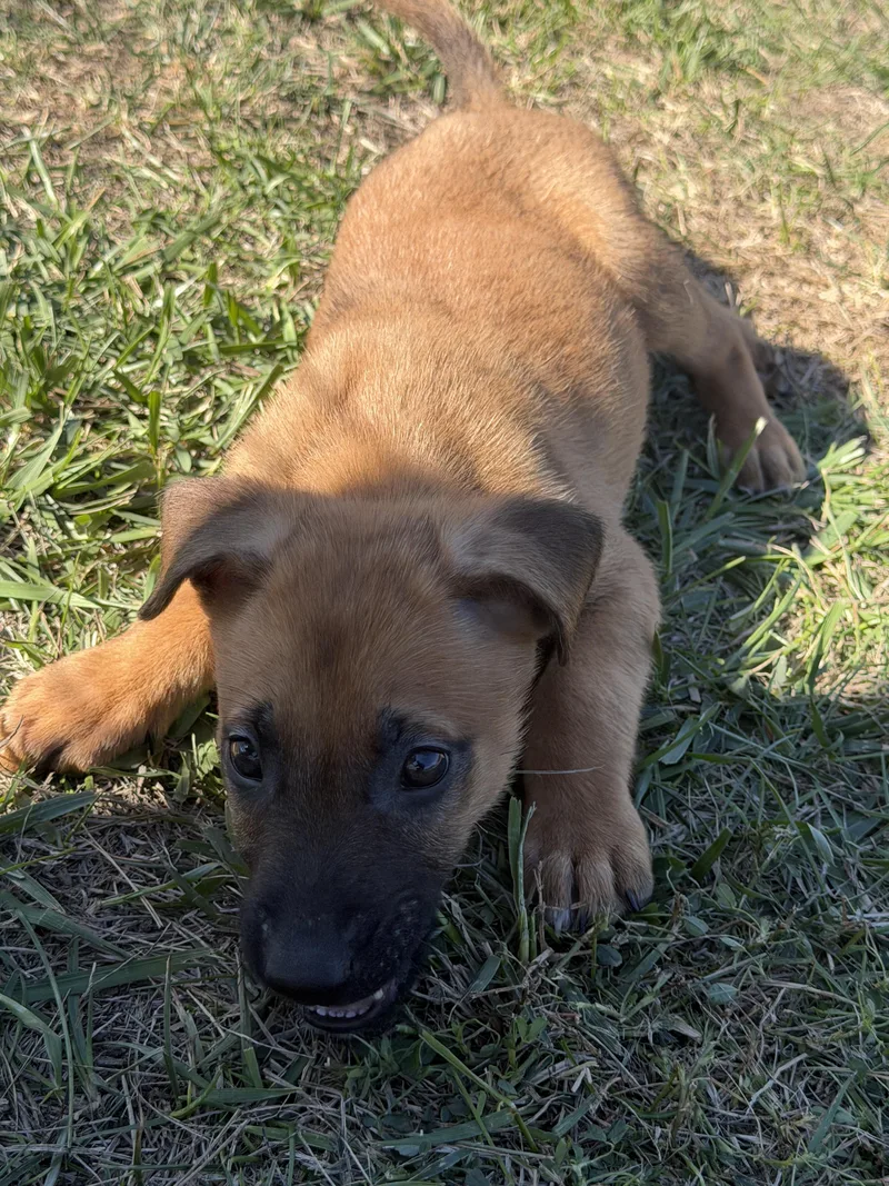 A baby medium-sized male Bicolor German Shepherd Dog dog named Ranger for adoption in Joliet, MT
