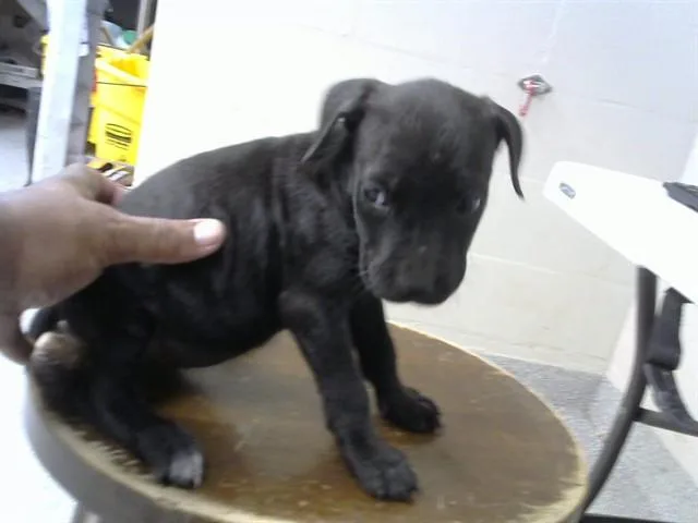 A baby small-sized female Pit Bull Terrier dog named Marli for adoption in Pasadena, TX