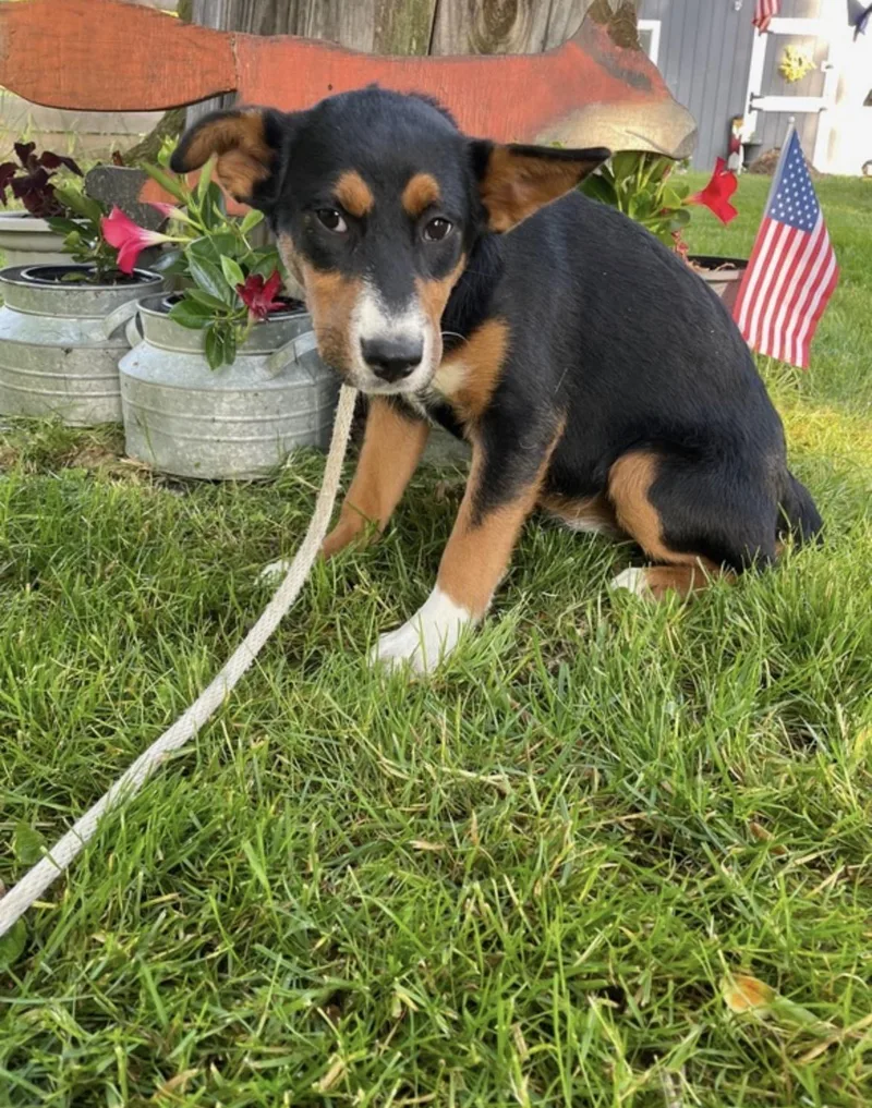 A baby medium-sized female Tricolor (Brown, Black, & White) Corgi dog named Paisley for adoption in Lincoln University, PA