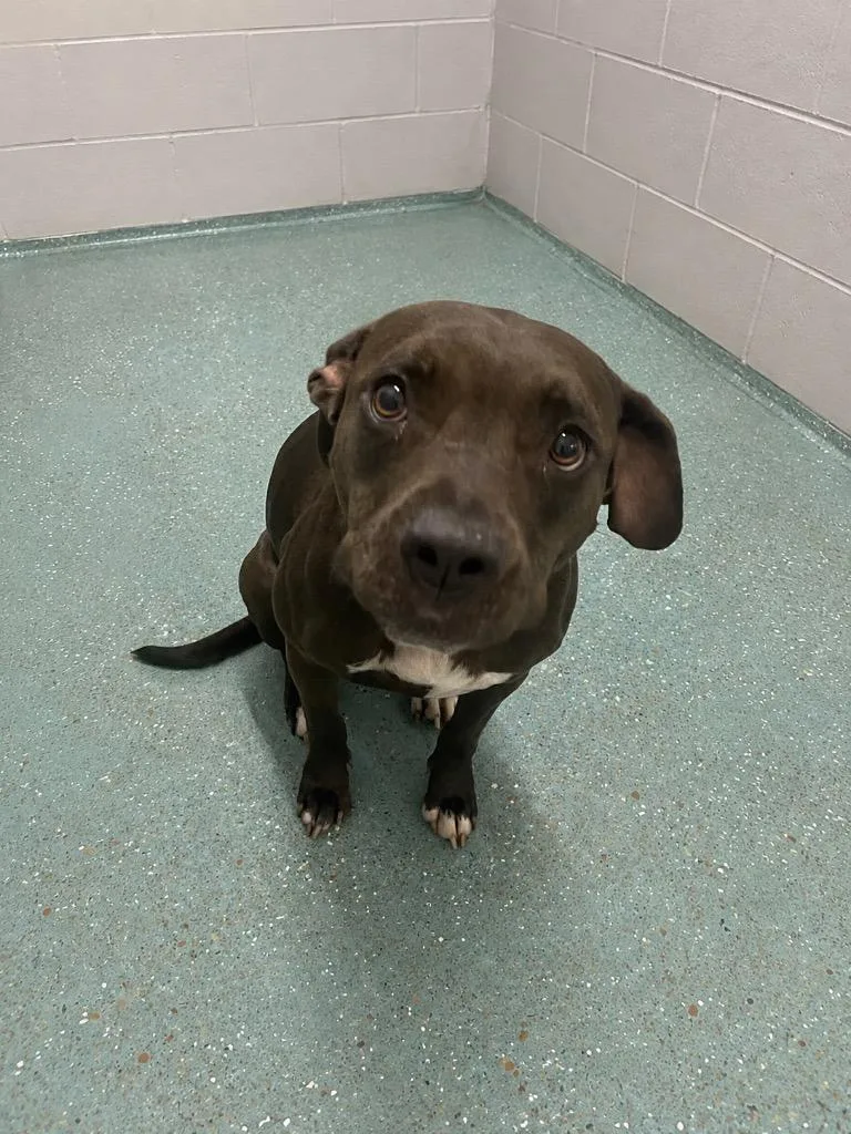A young medium-sized female Pit Bull Terrier dog named Sasha for adoption in Seven Points, TX
