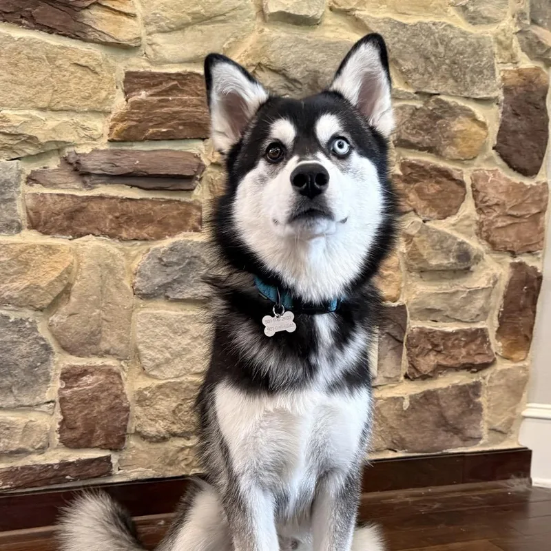 A young medium-sized male Black Husky dog named Koda for adoption in Little Rock, AR