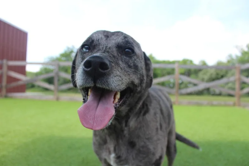 An adult large-sized female Merle (Blue) Catahoula Leopard Dog dog named Lotus for adoption in Chestertown, MD