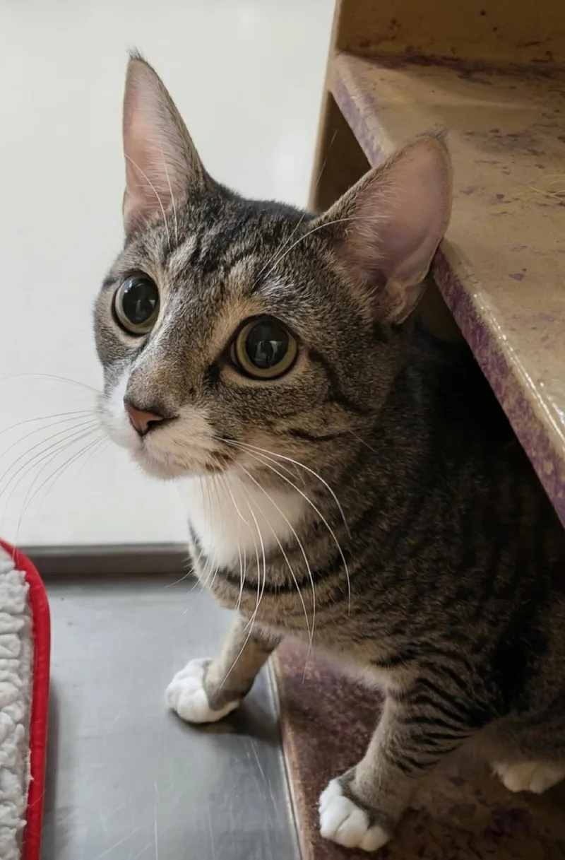 Marigold thumbnail 2