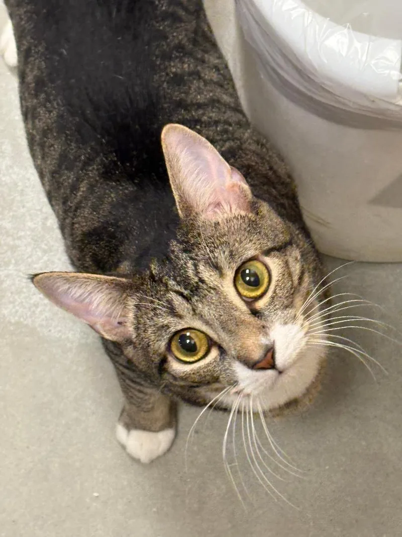 Marigold thumbnail 3