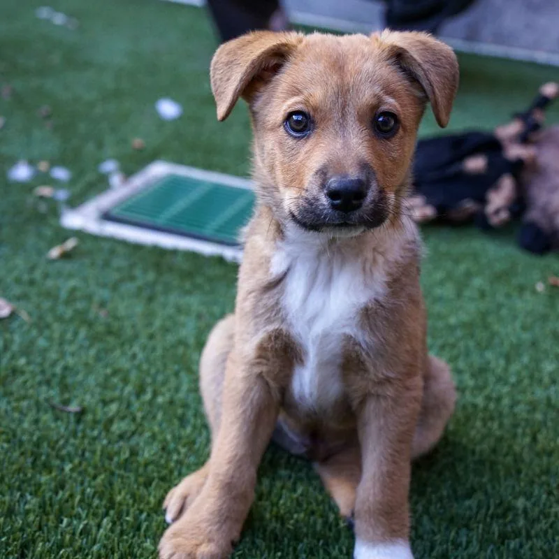 A baby medium-sized male Mixed Breed dog named John Daniel for adoption in Jackson, WY