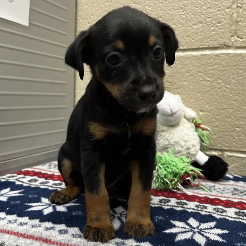 A baby small-sized female Black Beagle dog named Sphinx for adoption in Caryville, TN