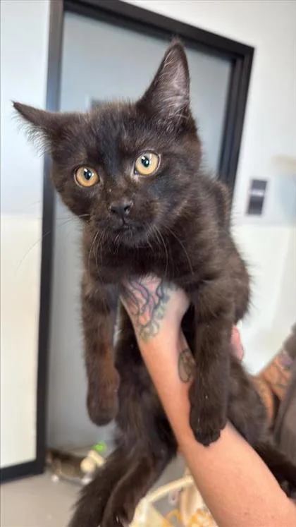 A baby small-sized male Domestic Short Hair cat named Pibb for adoption in West Chester, PA