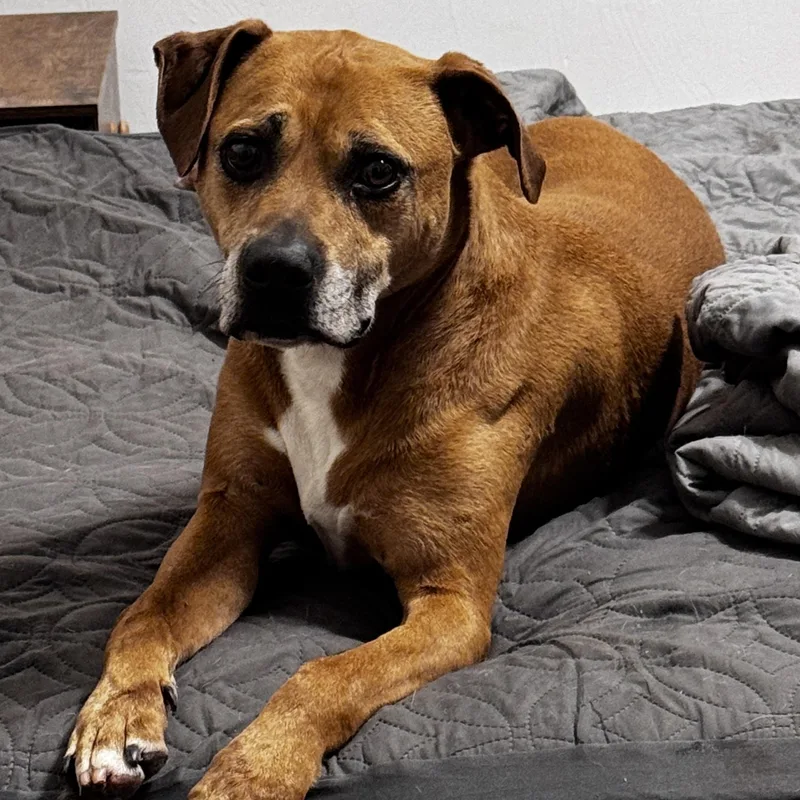 An adult medium-sized male Golden Boxer dog named Bosa for adoption in Yukon, OK