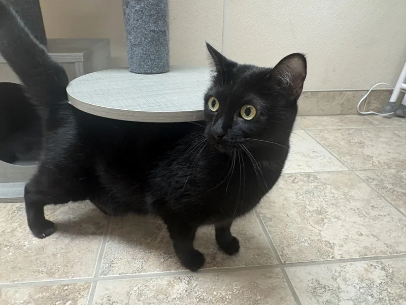 An adult medium-sized female Black Domestic Short Hair cat named Shadow for adoption in Hays, KS