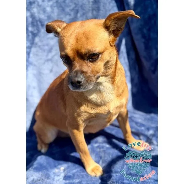 An adult small-sized female Brown / Chocolate Chiweenie dog named Wanda Coh for adoption in Inglewood, CA